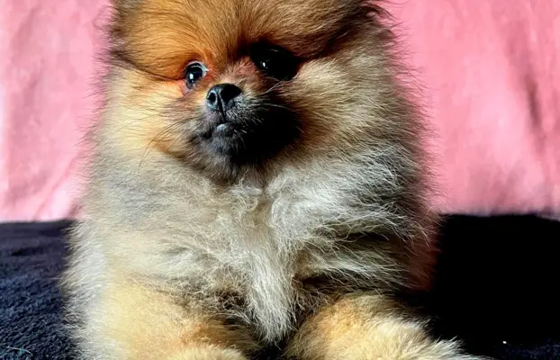 Szpic Miniaturowy, Pomeranian - suczki 8