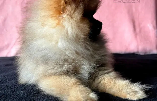 Szpic Miniaturowy, Pomeranian - suczki 9