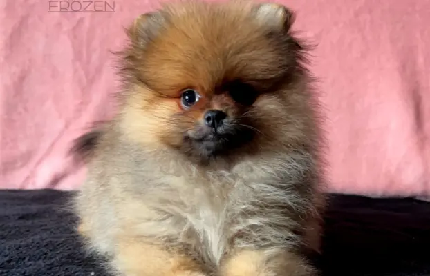 Szpic Miniaturowy, Pomeranian - suczki 10