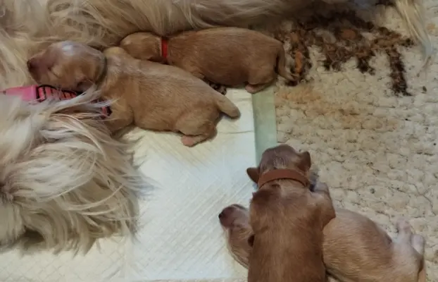 Maltipoo rezerwacja 1
