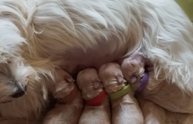 Maltipoo rezerwacja 2