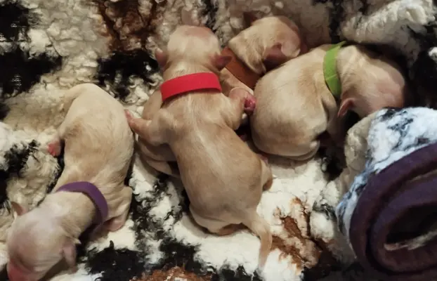 Maltipoo rezerwacja 3