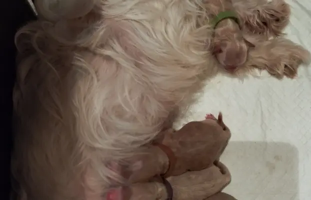Maltipoo rezerwacja 4