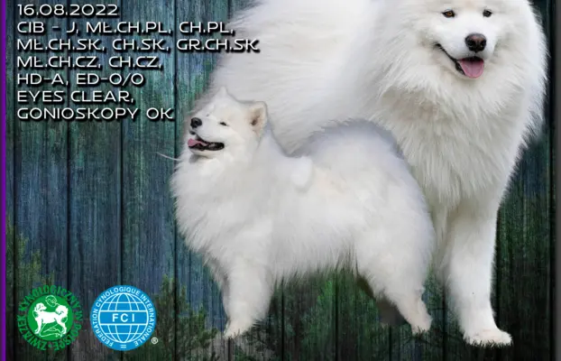 Samoyed Reproduktor ZKwP Multi Champion 1