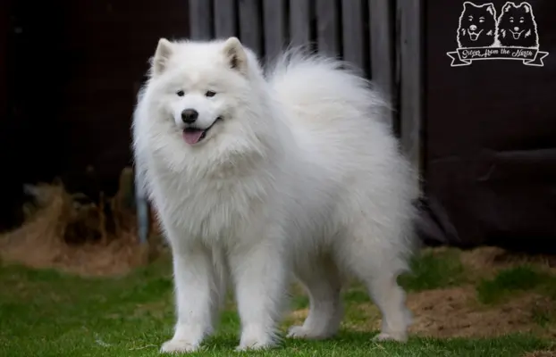 Samoyed Reproduktor ZKwP Multi Champion 2