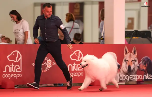 Samoyed Reproduktor ZKwP Multi Champion 3