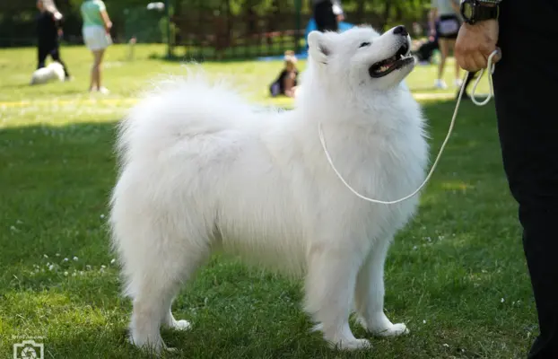 Samoyed Reproduktor ZKwP Multi Champion 4