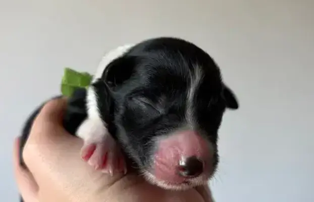 Border Collie szczeniaki 2