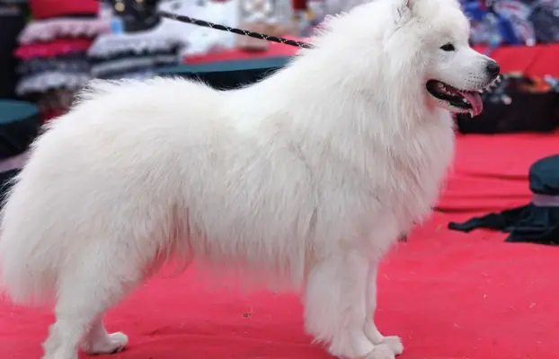 Samoyed piesek 8 miesięcy 5