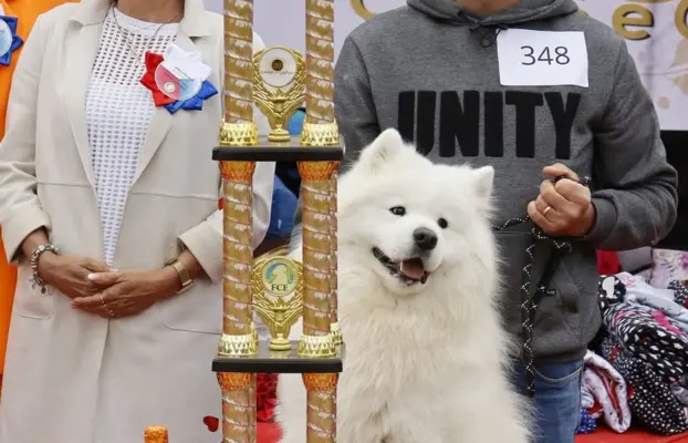 Samoyed piesek 8 miesięcy 6