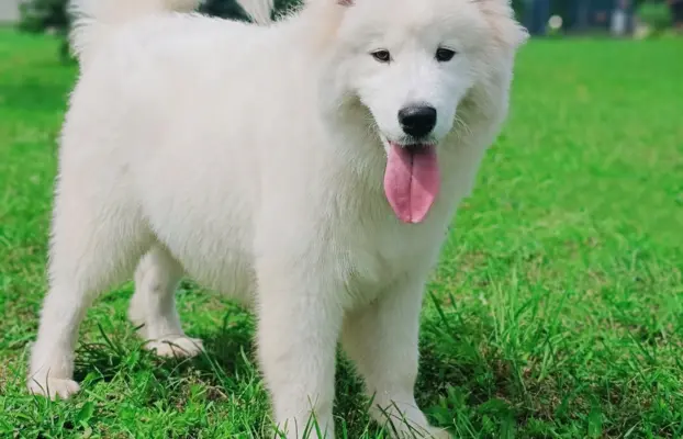 Samoyed piesek 8 miesięcy 2