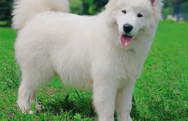 Samoyed piesek 8 miesięcy 1