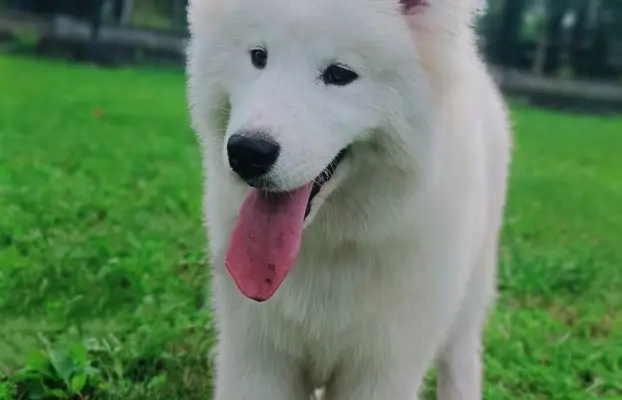Samoyed piesek 8 miesięcy 3
