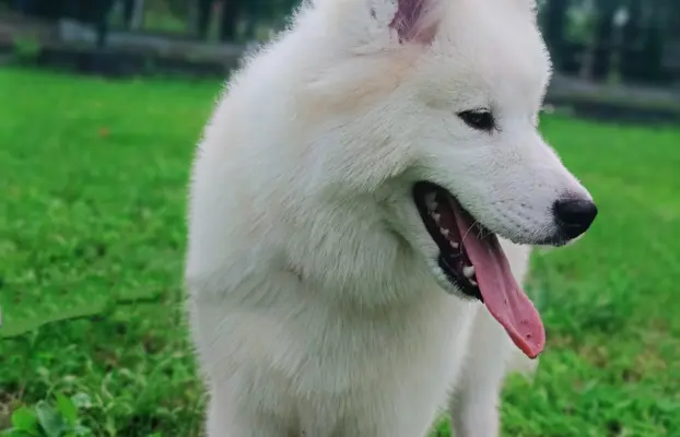 Samoyed piesek 8 miesięcy 4