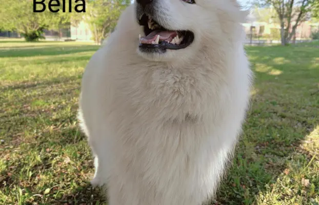 Samoyed piesek 8 miesięcy 9