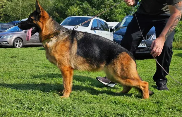 Szczenięta owczarek niemiecki piesek 6