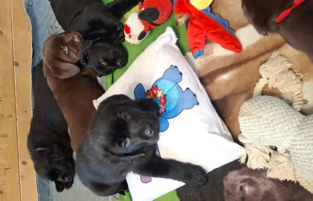 Labrador retriever 2