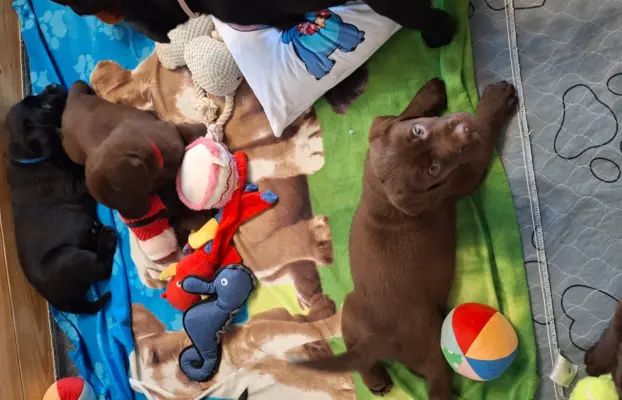 Labrador retriever 3