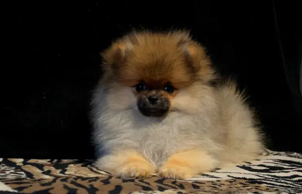 Szpic Miniaturowy, Pomeranian - suczki 2