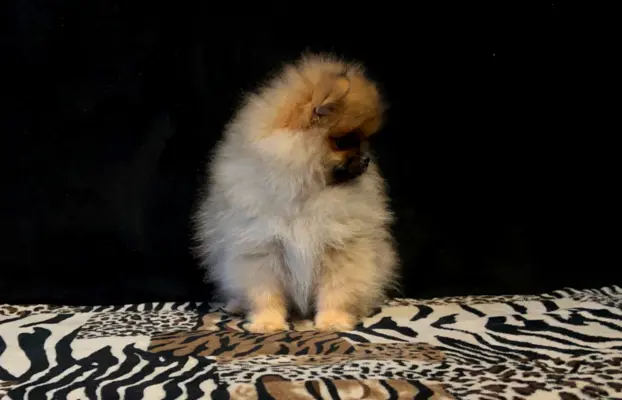 Szpic Miniaturowy, Pomeranian - suczki 5