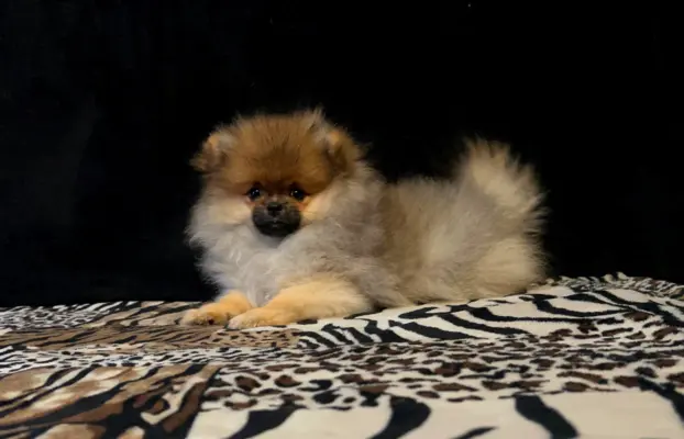 Szpic Miniaturowy, Pomeranian - suczki 4