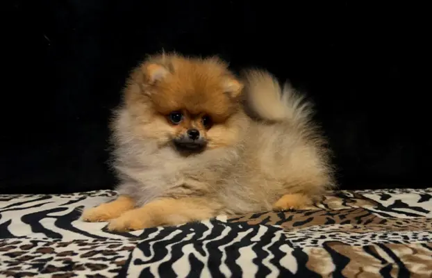 Szpic Miniaturowy, Pomeranian - suczki 7