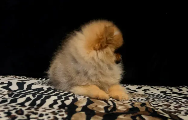 Szpic Miniaturowy, Pomeranian - suczki 10