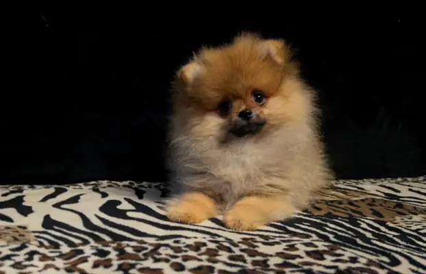 Szpic Miniaturowy, Pomeranian - suczki 6