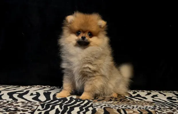 Szpic Miniaturowy, Pomeranian - suczki 9