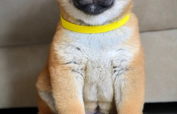 Shiba Inu Szczenięta 1