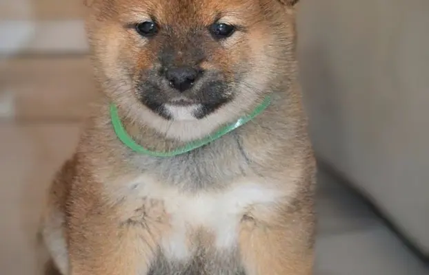 Shiba Inu Szczenięta 2