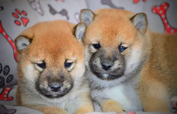 Shiba Inu Szczenięta 3