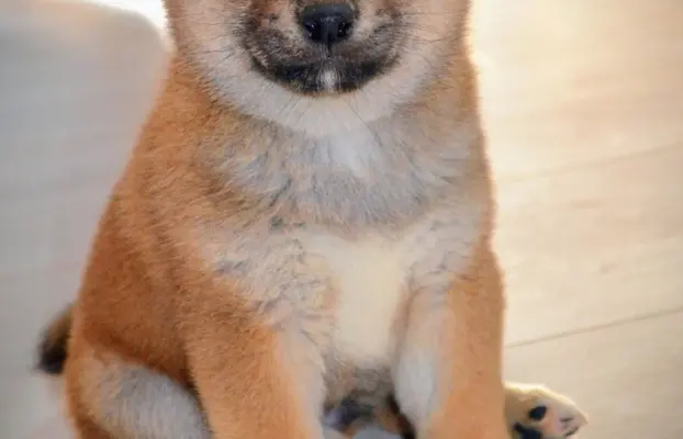 Shiba Inu Szczenięta 4