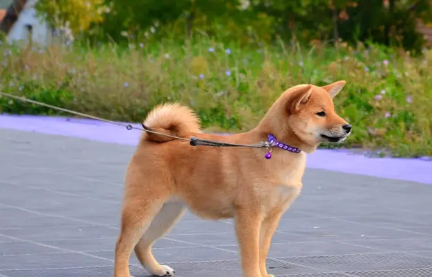 Shiba Inu Szczenięta 5