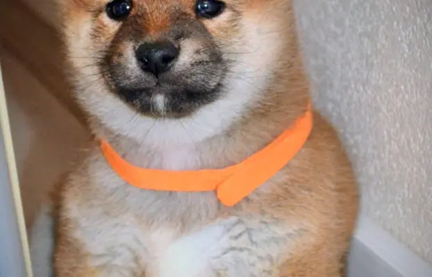 Shiba Inu Szczenięta 6