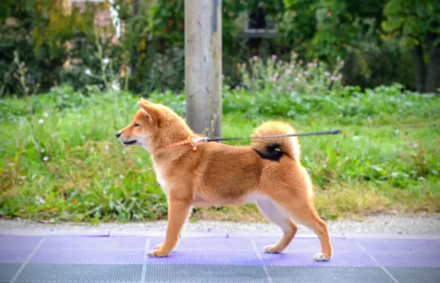 Shiba Inu Szczenięta 7