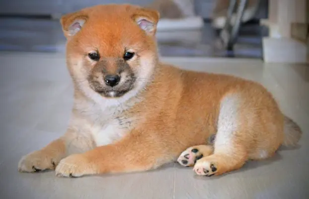 Shiba Inu Szczenięta 8