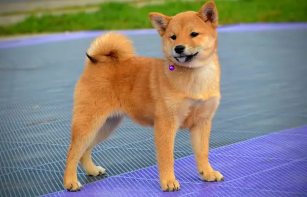 Shiba Inu Szczenięta 9