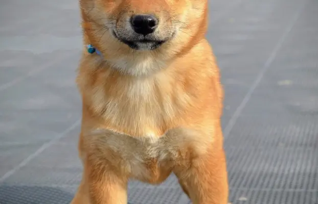 Shiba Inu Szczenięta 10