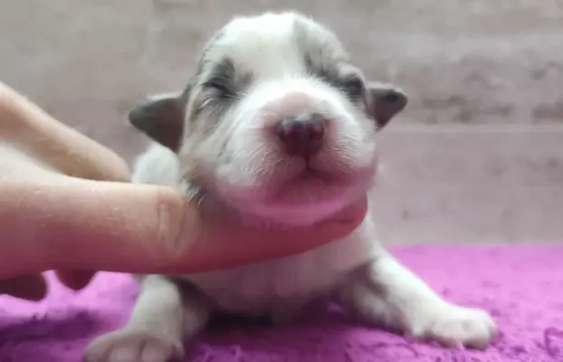 Szczenię BORDER COLLIE z Hodowli - Rasowy pies z pełną dok. 1