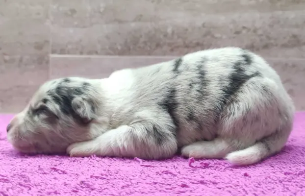 Szczenię BORDER COLLIE z Hodowli - Rasowy pies z pełną dok. 2