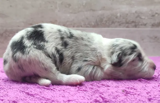 Szczenię BORDER COLLIE z Hodowli - Rasowy pies z pełną dok. 3