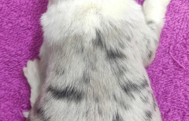 Szczenię BORDER COLLIE z Hodowli - Rasowy pies z pełną dok. 4