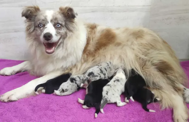 Szczenię BORDER COLLIE z Hodowli - Rasowy pies z pełną dok. 5