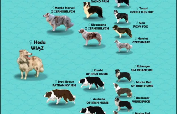 Szczenię BORDER COLLIE z Hodowli - Rasowy pies z pełną dok. 6