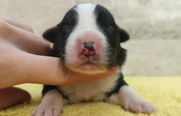 Suczka BORDER COLLIE z Hodowli - Rasowa z pełną dok. - Rezer 1