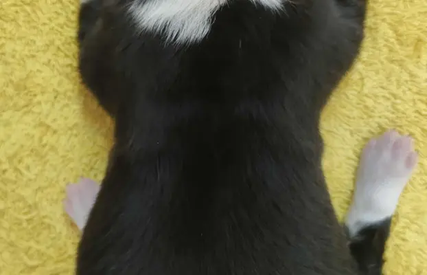 Suczka BORDER COLLIE z Hodowli - Rasowa z pełną dok. - Rezer 2