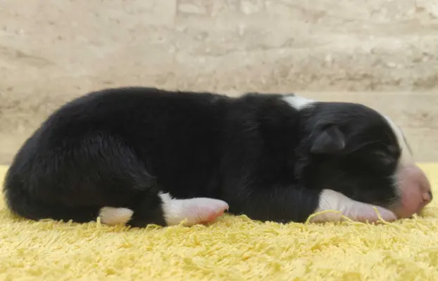 Suczka BORDER COLLIE z Hodowli - Rasowa z pełną dok. - Rezer 3