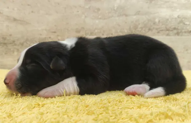 Suczka BORDER COLLIE z Hodowli - Rasowa z pełną dok. - Rezer 4