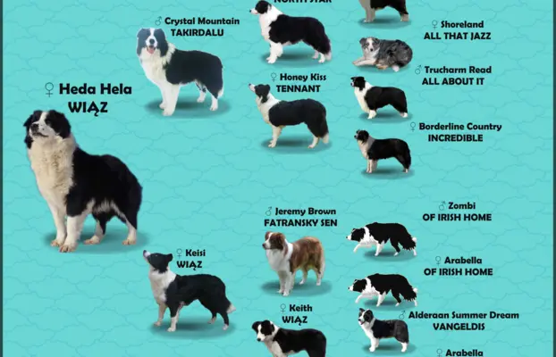 Suczka BORDER COLLIE z Hodowli - Rasowa z pełną dok. - Rezer 7